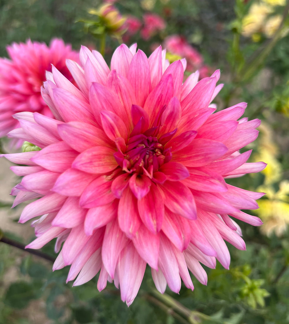 Thumbnail: Lindy Dahlia (Bloom Size BB/Informal Decorative)