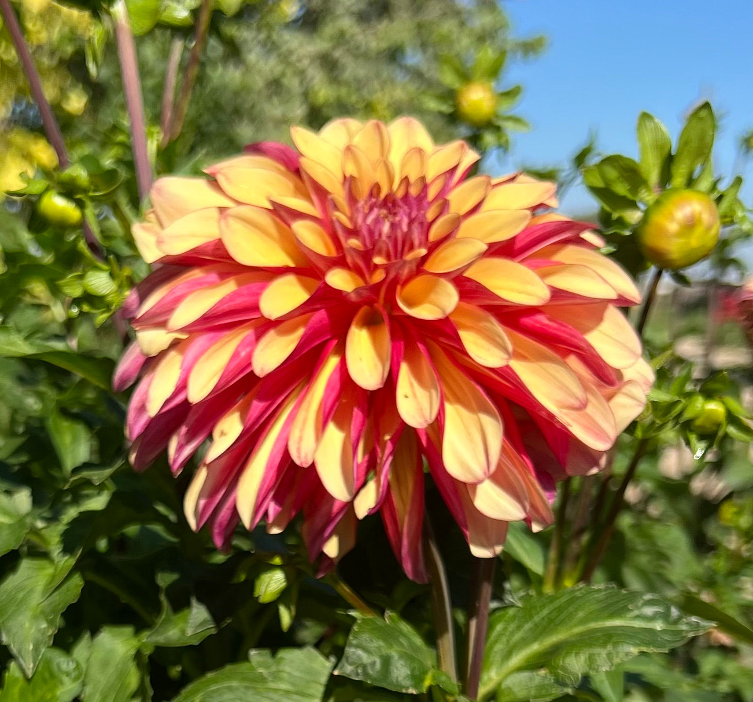 Gitts Crazy Dahlia (Bloom Size B/Stellar)