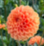 Maarn Dahlia