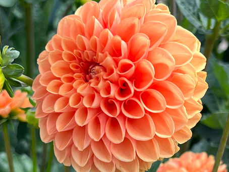 Tips for Designing an Easy Care Dahlia Garden