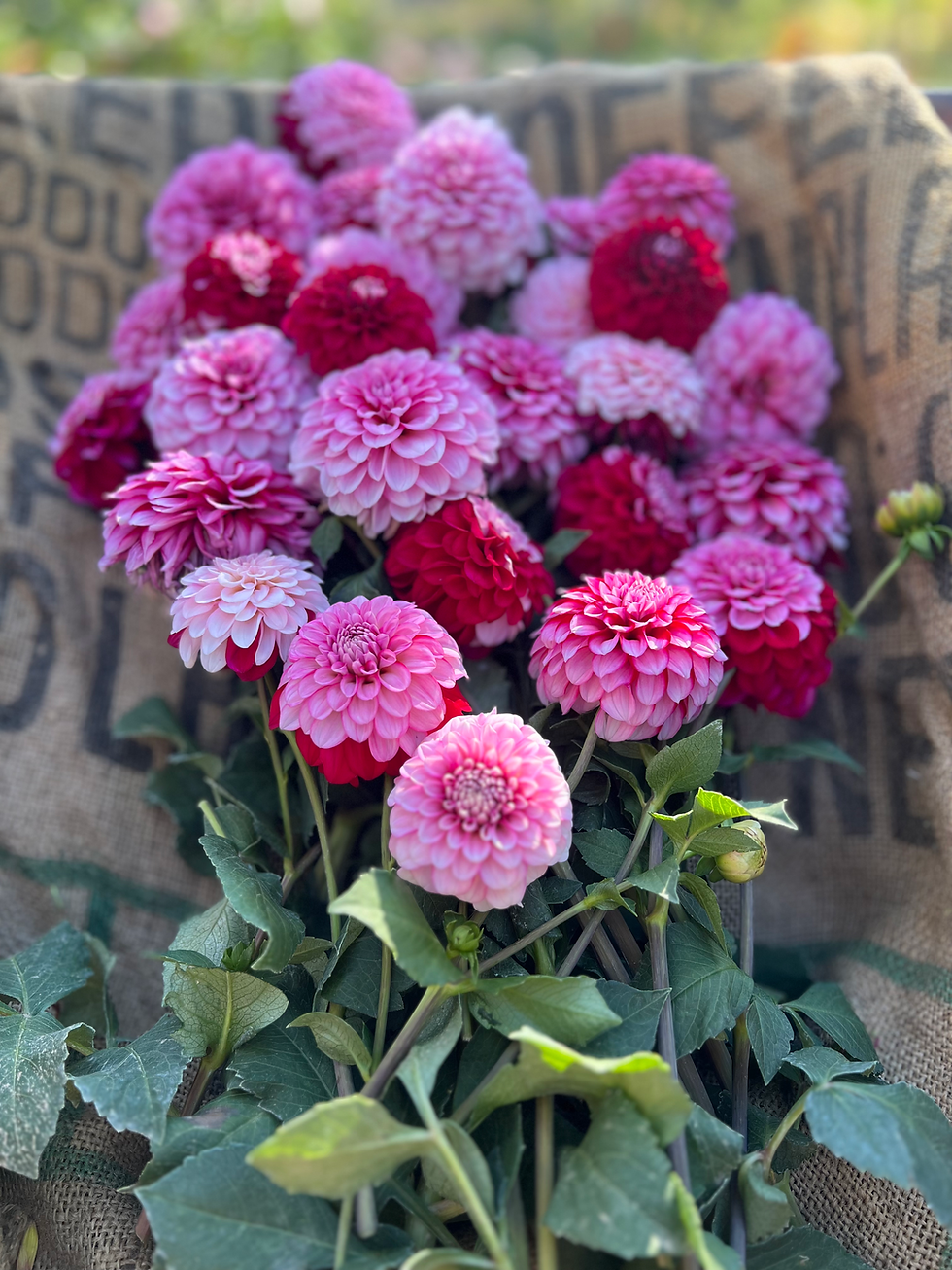 Design KR Minnie Winnie Dahlia 01