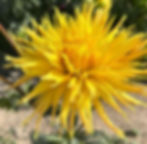 Encore Dahlia