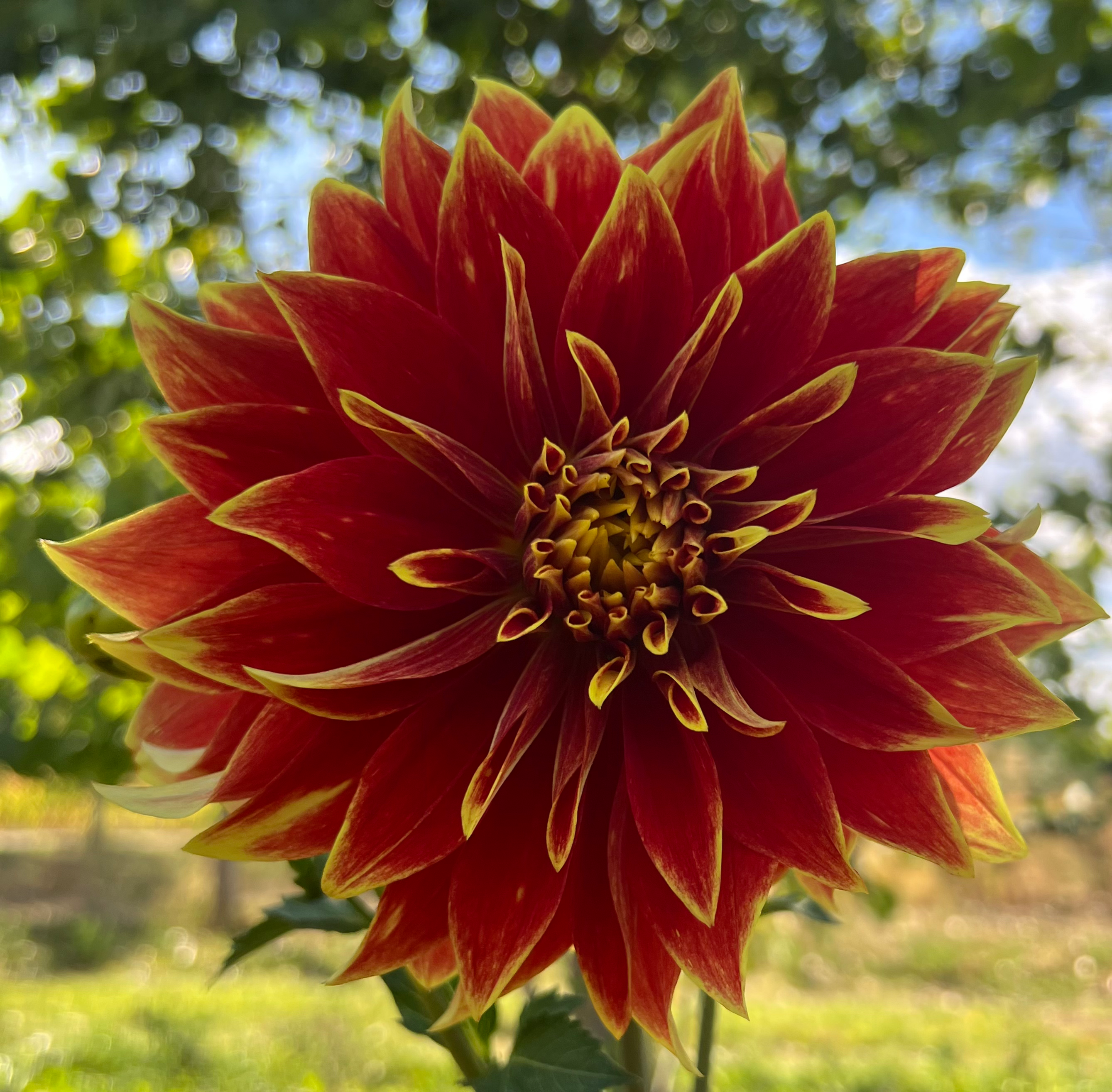 Ketchup & Mustard Dahlia (Bloom Size B/Formal Decorative)