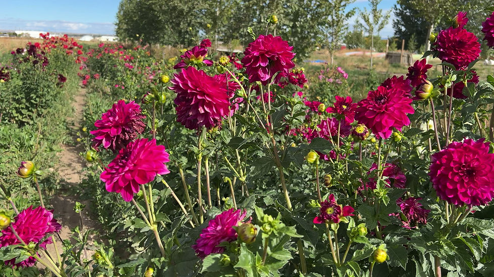 Thumbnail: Fabulous Dahlia (Bloom Size BB/Formal Decorative)