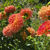 Thumbnail: Gabrielle Marie Dahlia (Bloom Size BB/Informal Decorative)