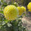 Thumbnail: River's Yellow Snow Dahlia (Bloom Size Miniature/Ball)