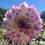 Thumbnail: JL Kurt Albertson Dahlia (Bloom Size B/Informal Decorative)