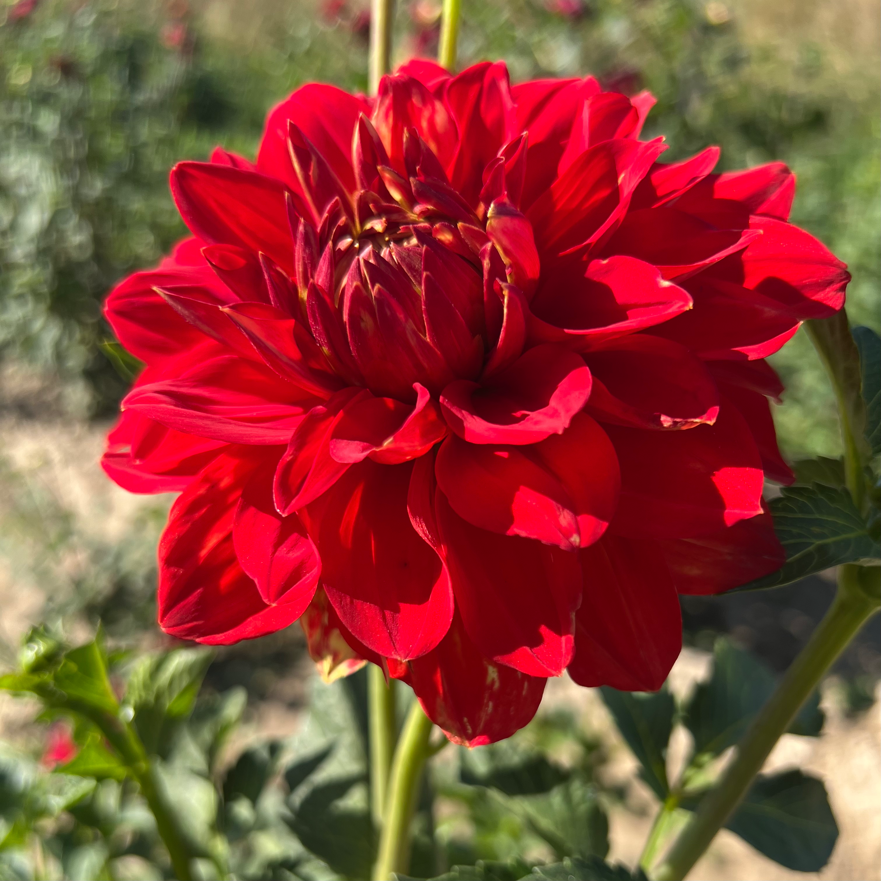 Caliente Dahlia (Bloom Size B/Formal Decorative)