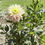 Thumbnail: Clearview Lily Dahlia (Bloom Size B/Semi-Cactus)