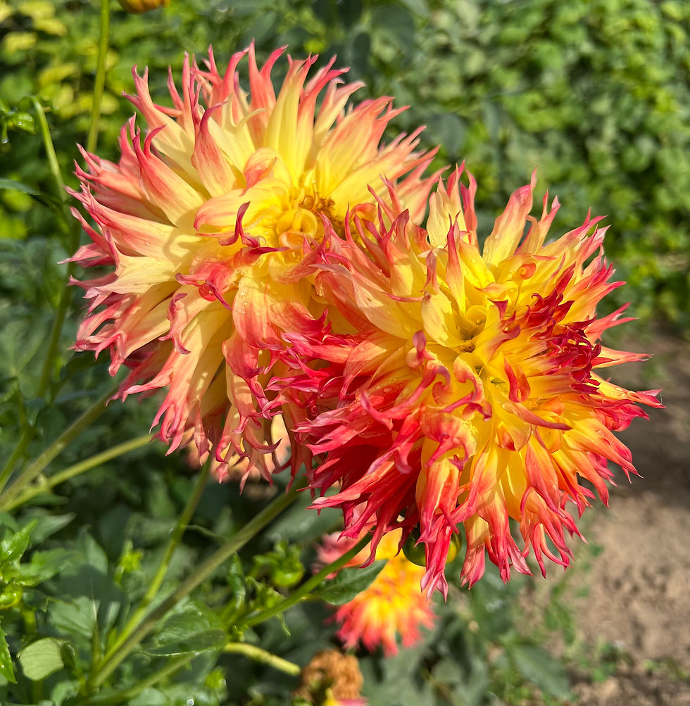 Thumbnail: Pinelands Pam Dahlia (Bloom Size B/Laciniated)