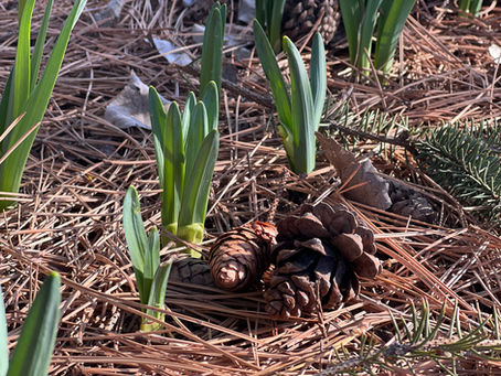 Daffodils Emerging