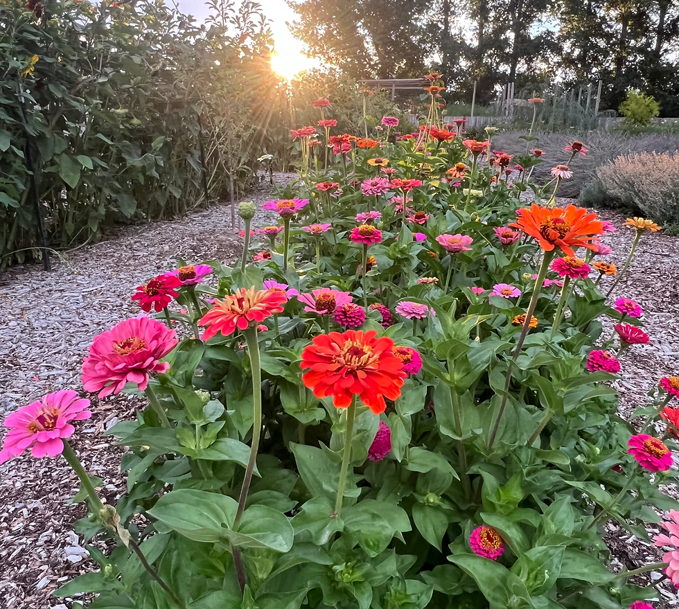 Zinnias Flaming Acres Garden