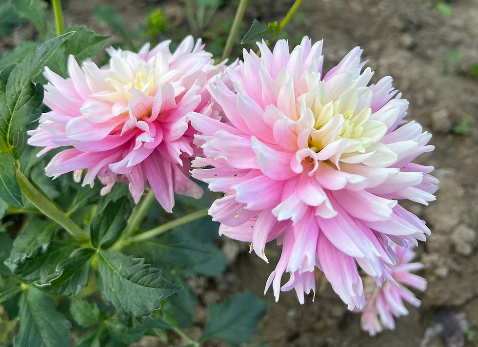 Thumbnail: Chilson’s Pride Dahlia (Bloom Size BB/Informal Decorative)