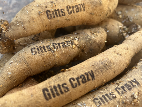 Gitts Crazy Dahlia Tubers