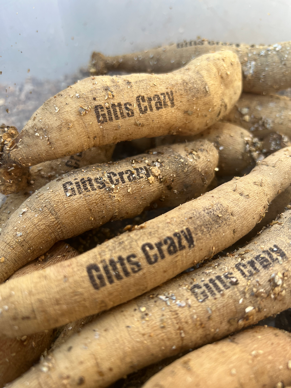 Gitts Crazy Dahlia Tubers