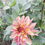 Thumbnail: Crazy Legs Dahlia (Bloom Size Miniature/Stellar