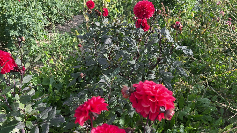 Thumbnail: Smarty Pants Dahlia (Bloom Size BB/Formal Decorative)