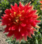 Gladiator Dahlia