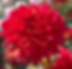 Semper Fi Dahlia