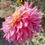 Thumbnail: Sweet Grace Dahlia