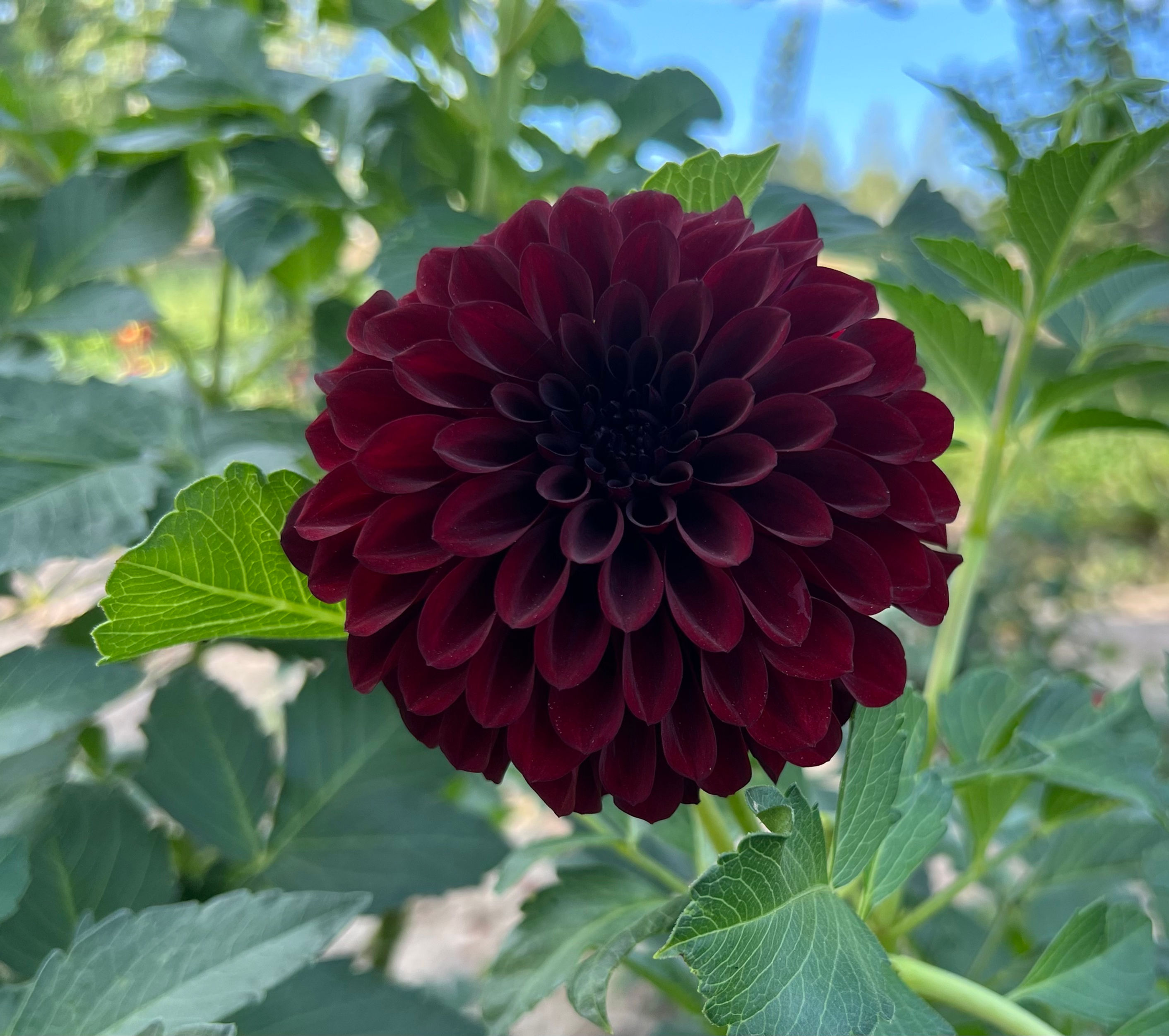 Black Satin Dahlia (Bloom Size B/Informal Decorative)