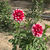 Thumbnail: Zakary Robert Dahlia (Bloom Size BB/Formal Decorative)