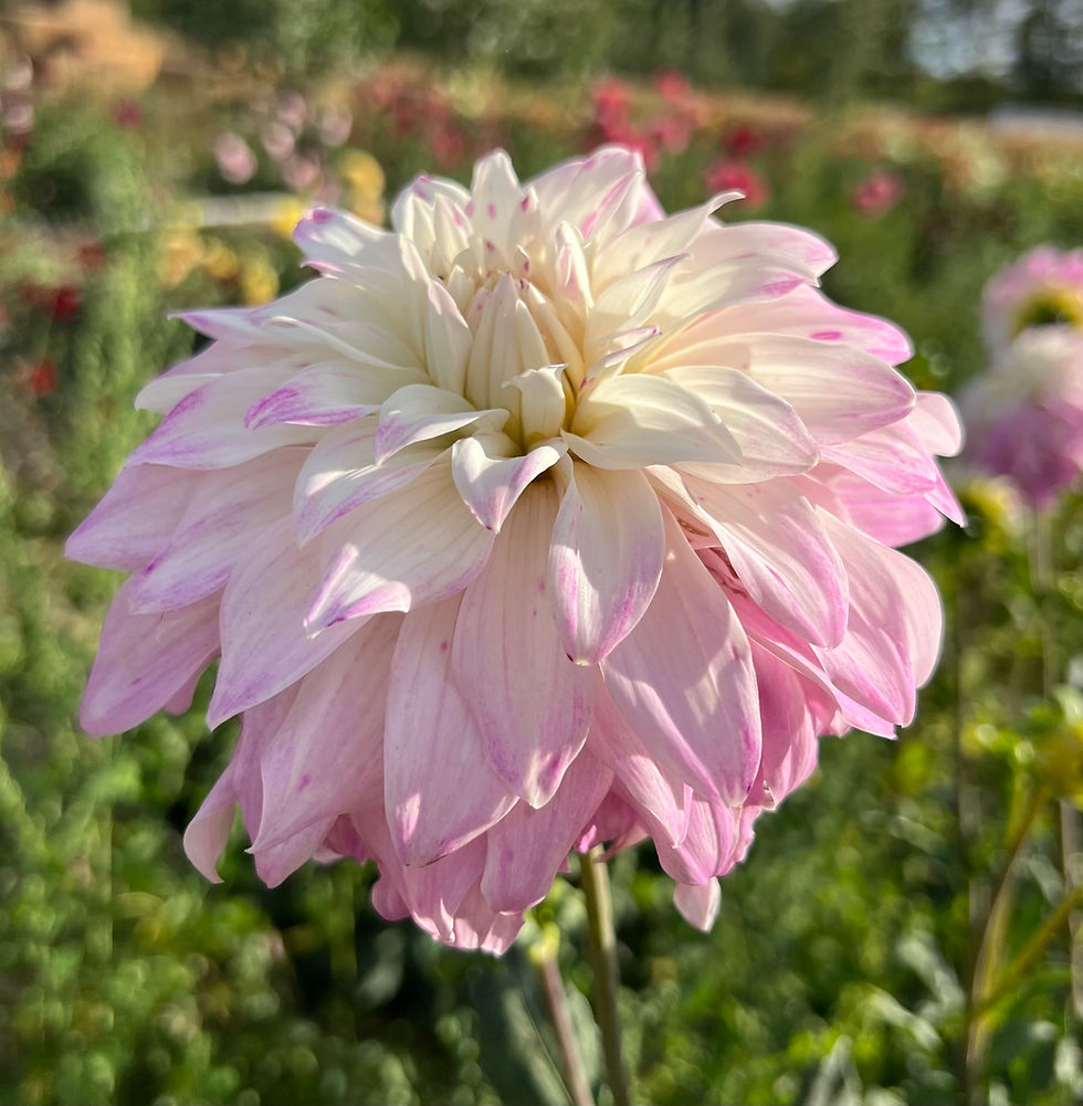 Thumbnail: Pink Petticoat Dahlia (Bloom Size B/Informal Decorative)