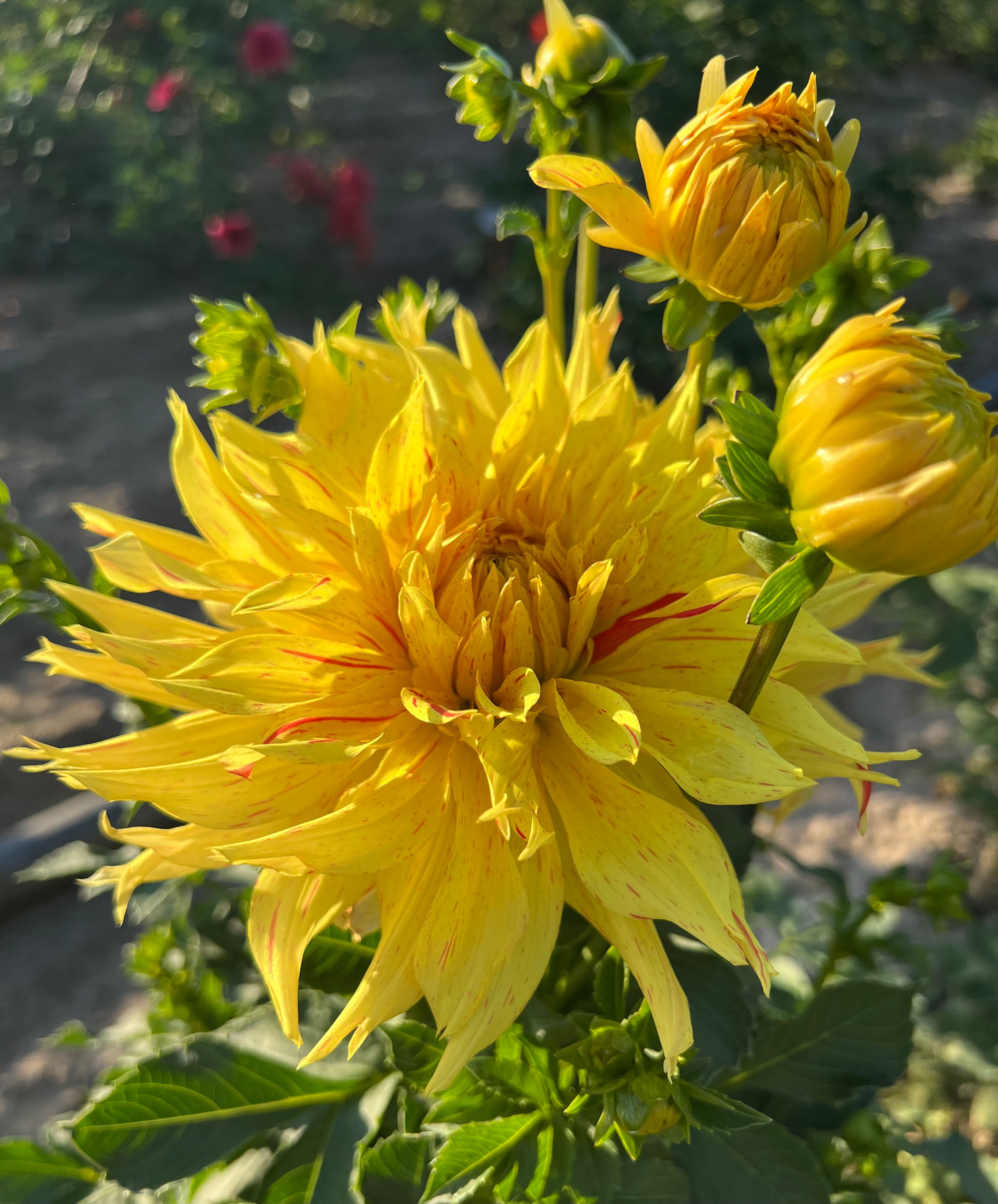 AC Marlene Dahlia (Bloom Size A/Semi-Cactus)