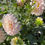 Thumbnail: Sweet Love Dahlia (Bloom Size BB/ Informal Decorative)