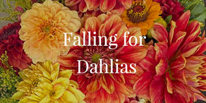 🍂 Falling for Dahlias