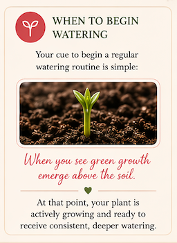 When to begin watering