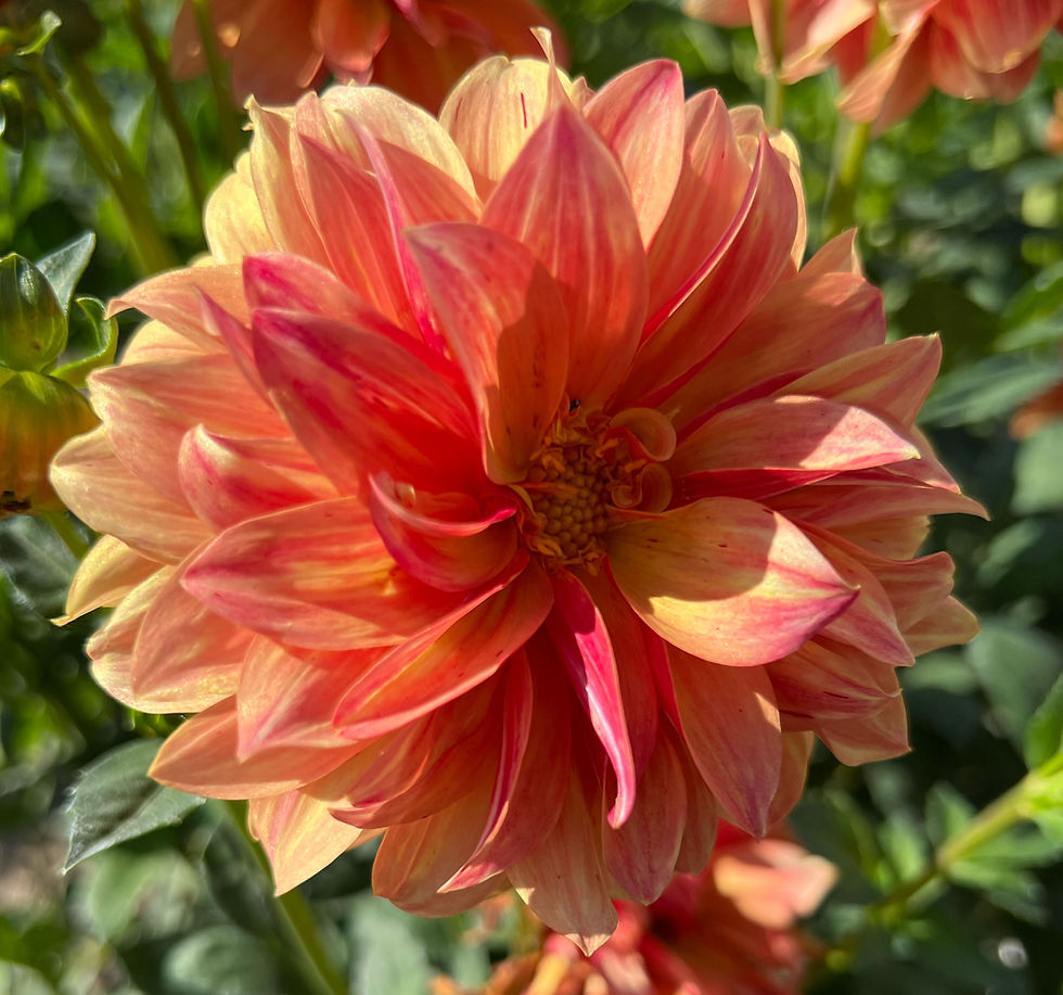 French Can Can Dahlia