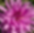 Lavender Ruffles Dahlia