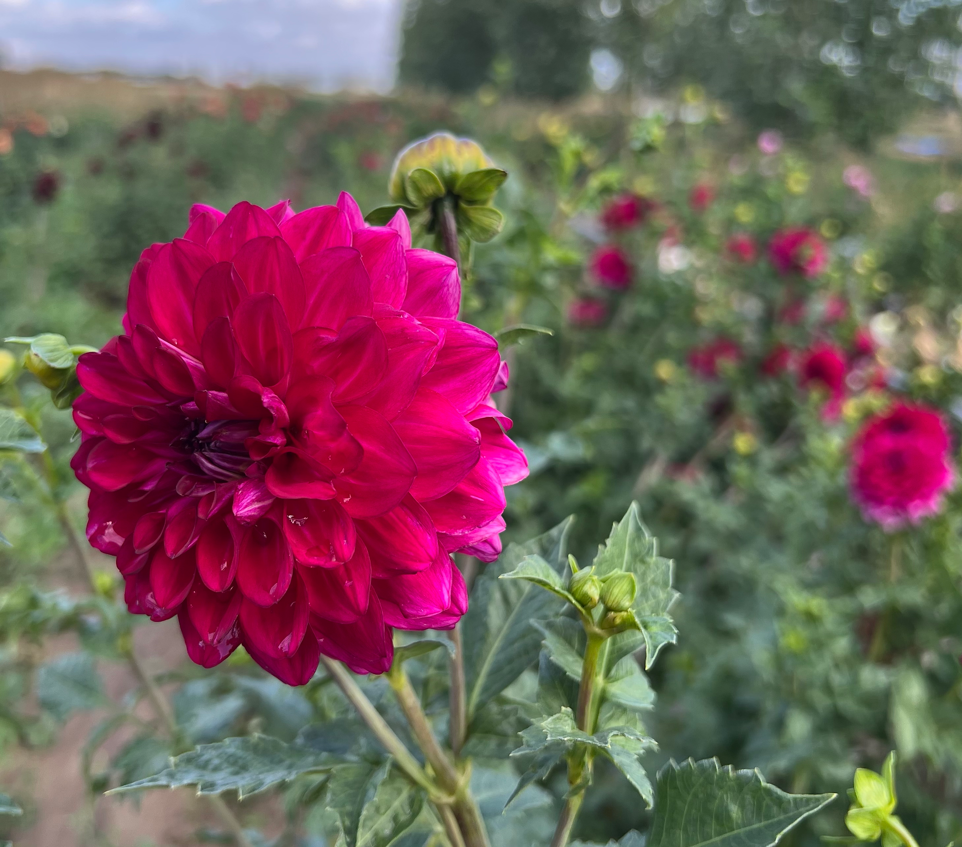 Flaming Acres Dahlias Tour