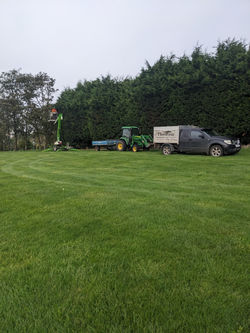 Conifer hedge Hull before