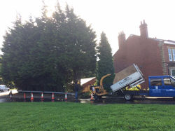 Conifers Pontefract before