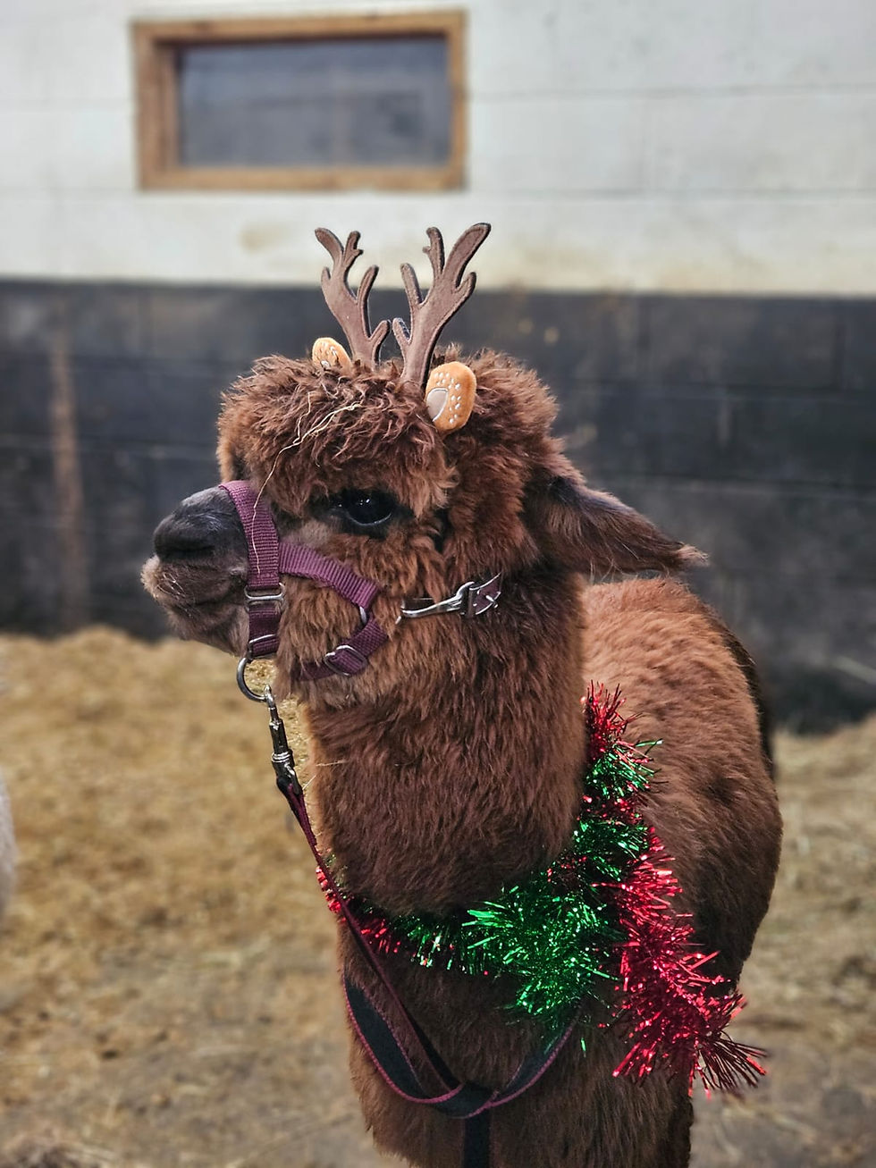 christmas.jpg
