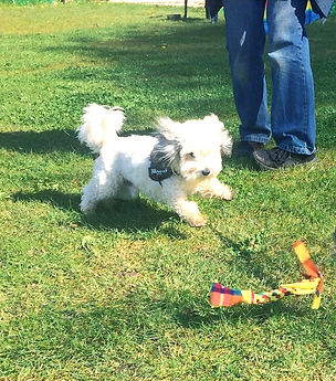 a mostly white fluffy puppy chases a bright multi-coloured rope toy along the grass