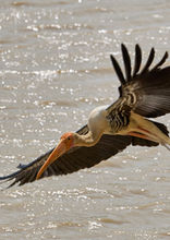 Buntstorch Mycteria leucocephala