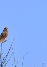 Steppenfalke, Falco rupicoloides