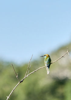 Bronzescheitel-Smaragdspint, Merops orientalis