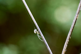 Herbstspinne, Webspinne, Araneae