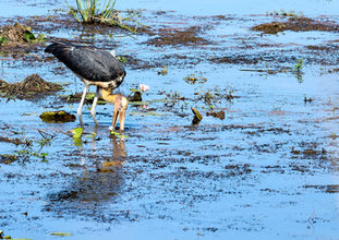 Sundamarabu, Leptoptilos javanicus