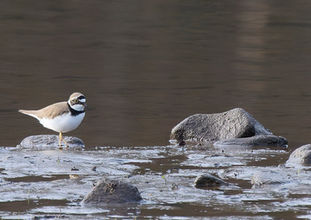 Flussregenpfeifer, Charadrius dubius