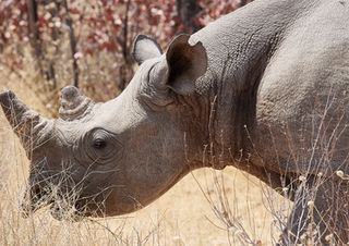 Namibia, Nashorn, Spitzmaulnashorn