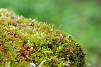Moos, Bryophyta