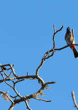 Rotsteißbülbül, Pycnonotus cafer, Bülbüls, Sperlingsvögel