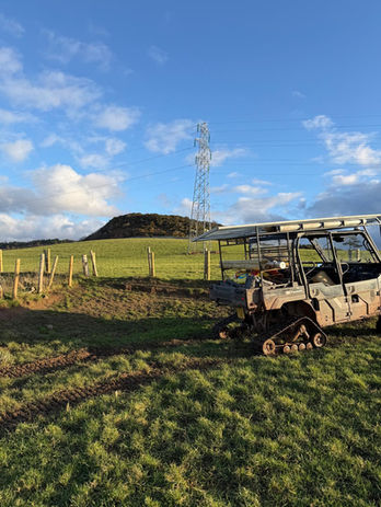 site clearance of trees