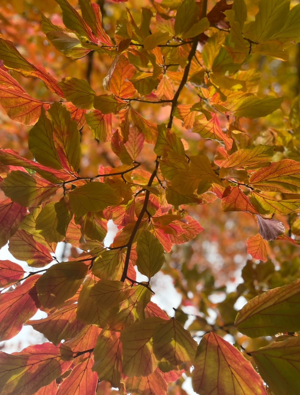 Yin & Restorative Yoga & Sound Healing