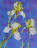 Iris Trio